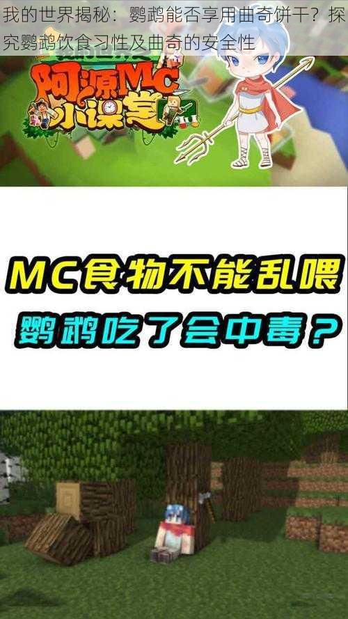 我的世界揭秘:鹦鹉能否享用曲奇饼干?探究鹦鹉饮食习性及曲奇的安全性