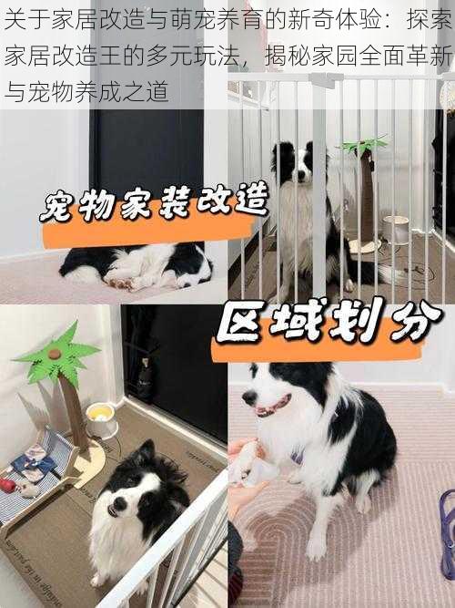 关于家居改造与萌宠养育的新奇体验:探索家居改造王的多元玩法,揭秘家园全面革新与宠物养成之道